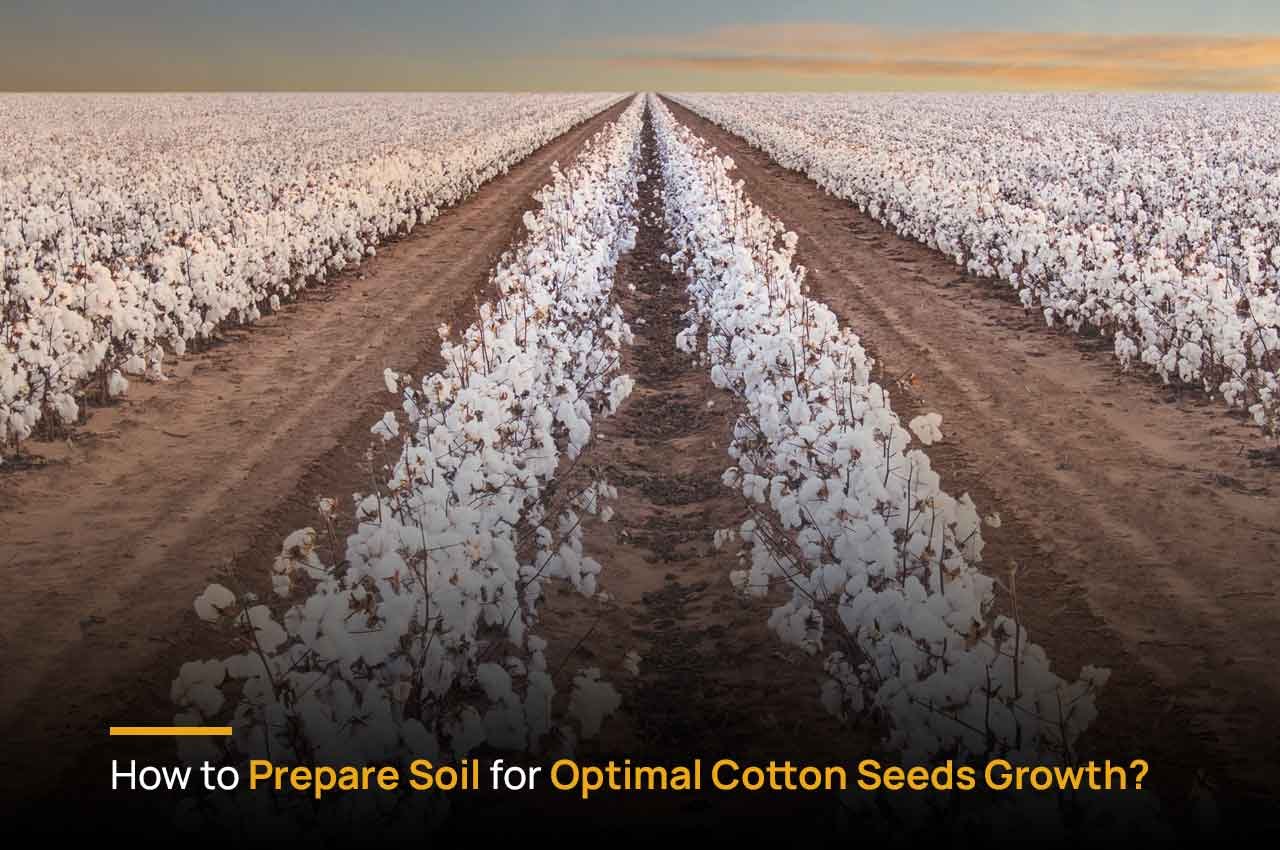 How To Prepare Soil For Optimal Cotton Seeds Growth