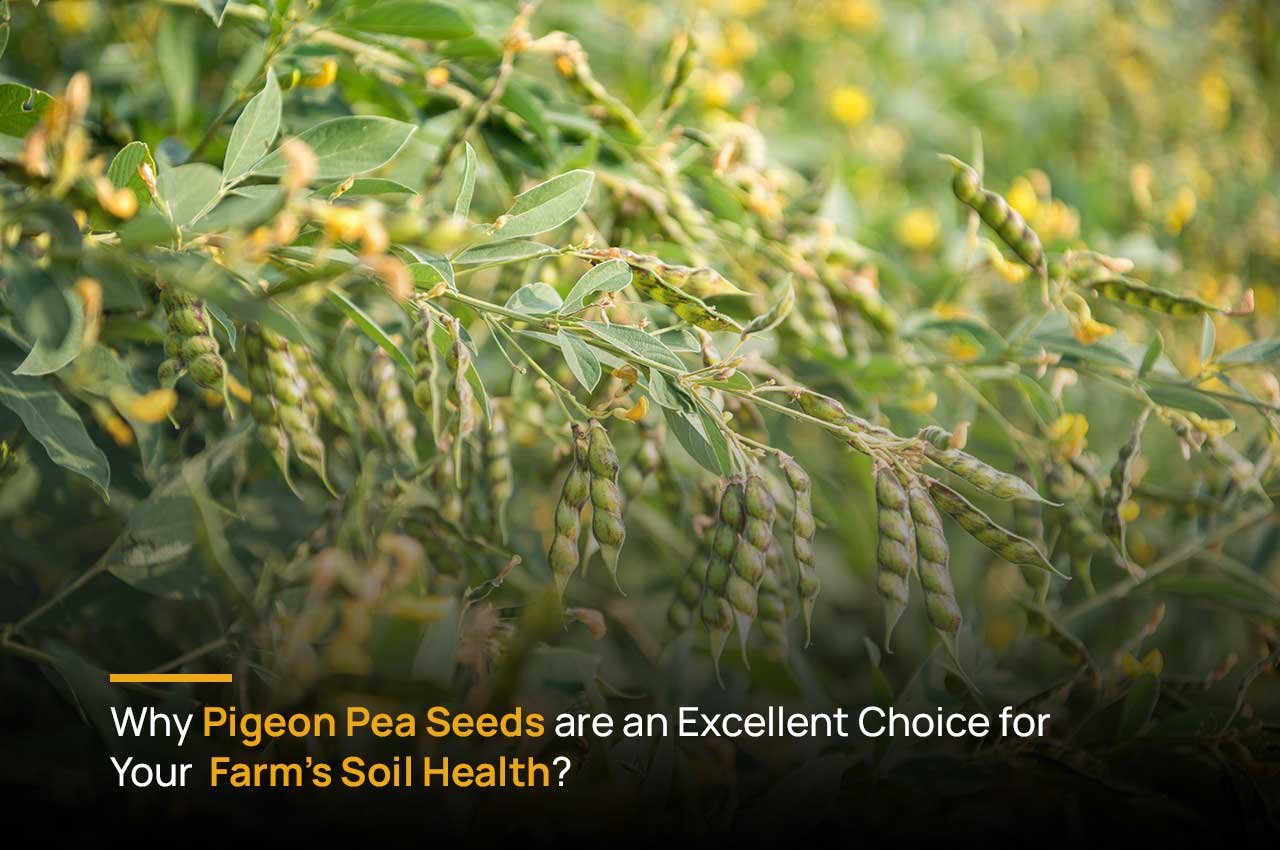 Why Pigeon Pea Seeds Are An Excellent Choice For Your Farm’s Soil Health?