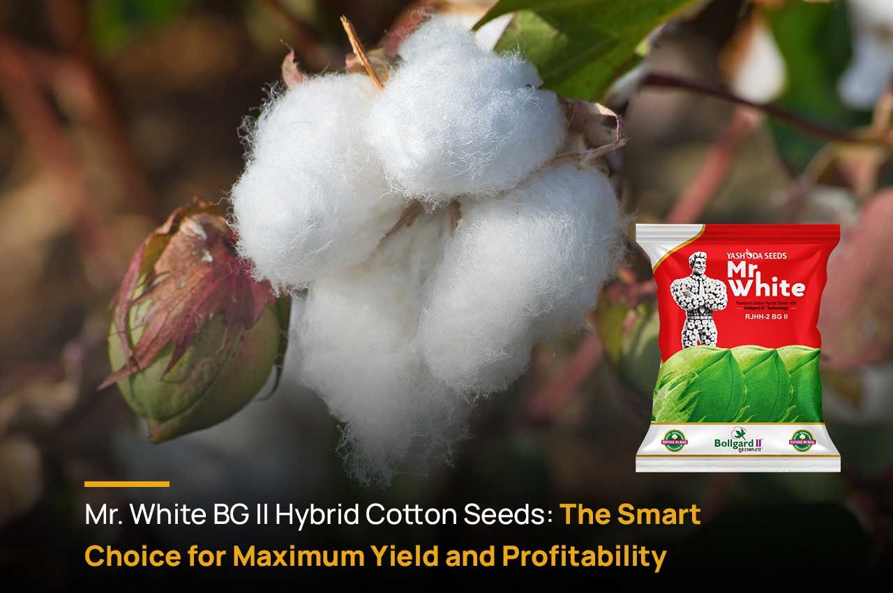 Mr. White BG II Hybrid Cotton Seeds: The Smart Choice for Maximum Yield and Profitability