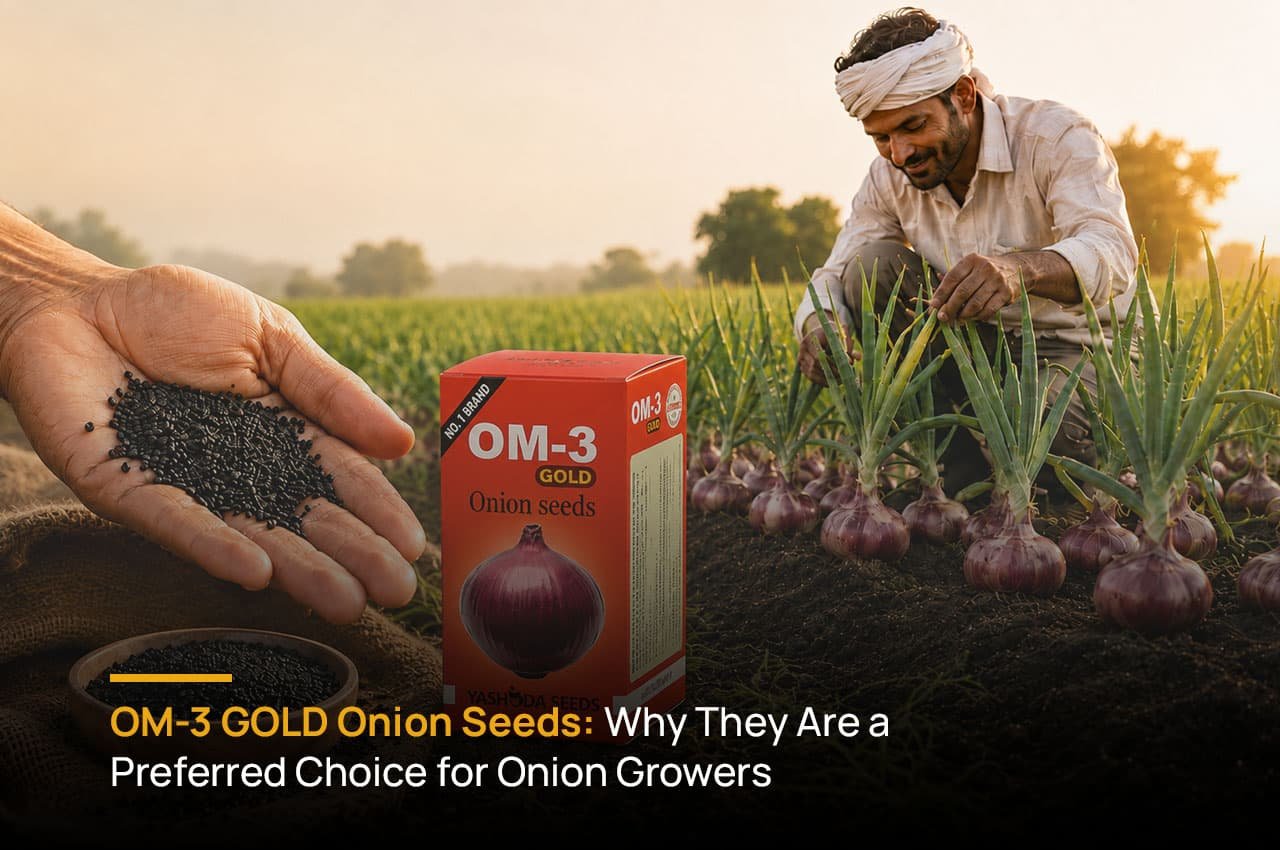 OM-3 GOLD Onion Seeds Why They Are a Preferred Choice for Onion Growers